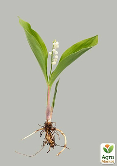Ландыш Кейске - Convallaria keiskei 2