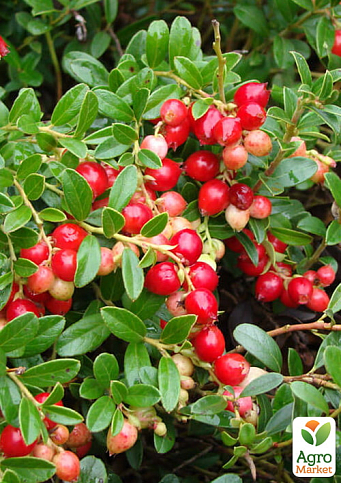 Брусника 2-х летняя "Санна" (высокоурожайный шведский сорт) вазон С2, высота 20-25см