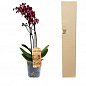 Орхідея Super Mini (Phalaenopsis) "Wine" купить