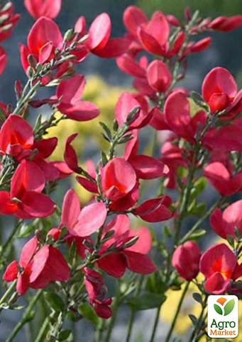 Ракитник 3-х летний "Red Lion" вазон С4