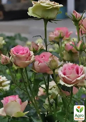 Троянда чайно-гібридна "Dancing Queen" (саджанець класу АА+) вищий сорт - фото 4