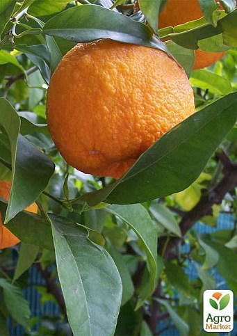Апельсин "Гамлин"  - фото 2