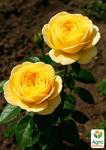 Роза пионовидная "Кассандра" (саженец класса АА+) высший сорт