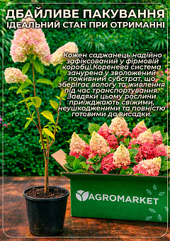 Гортензия метельчатая на штамбе "Living-Strawberry Blossom" высота 70-100см22