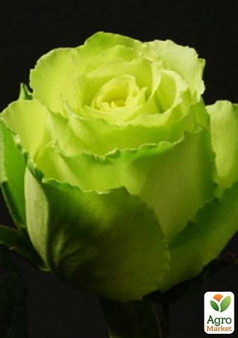 Троянда чайно-гібридна "Лімбо" (Limbo®) (саджанець класу АА +) вищий сорт - фото 5