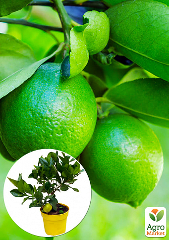 LMTD Лайм класик на штамбі з плодом 3-х річний "Aurantifolia Lime" (25-45см)