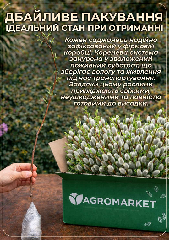 Ива 2-х летняя пурпурная "Gracilis"