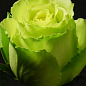 Роза чайно-гибридная "Лимбо" (Limbo®) (саженец класса АА+) высший сорт 