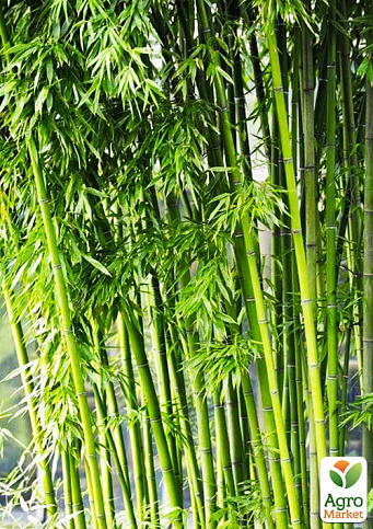 Бамбук садовый "Bamboo Vulgaris" - фото 2