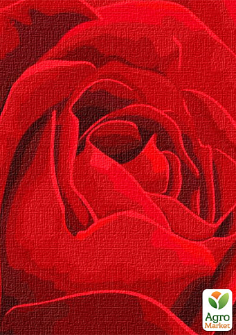 Картина по номерам - Красная роза  Идейка KHO3238 - фото 2