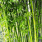 Бамбук садовый "Bamboo Vulgaris" купить