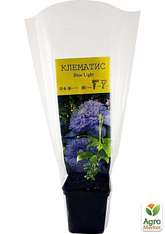 Клематис "Blue Light"18