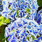 LMTD Гортензия крупнолистная цветущая 3-х летняя "Saxon Candy Heart Blue" (30-40см)