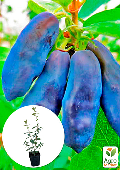 Жимолость "Синий банан" (высокоурожайный, крупноплодный сорт)2