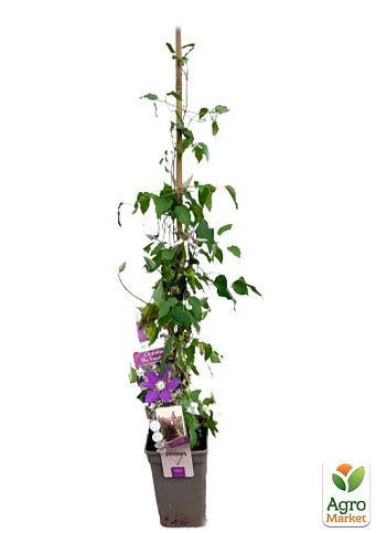 LMTD Клематіс 3-х річний "The Vagabond" (висота 60-80 см) - фото 6