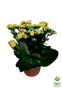 Каланхое Блоссфельда "Yellow" (Kalanchoe Blossfeldiana) (Нідерланди)9