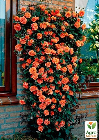 Роза плетистая "Оранж Мейландина" (Orange Meillandina) (саженец класса АА+) высший сорт - фото 2