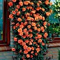 Троянда плетиста "Оранж Мейландіна" (Orange Meillandina) (саджанець класу АА +) вищий сорт купить
