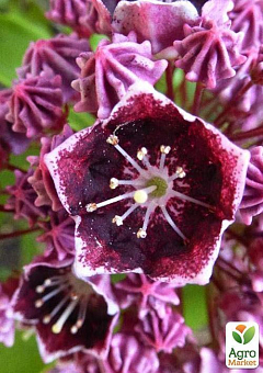 Кальмия latifolia "Latchmin"2
