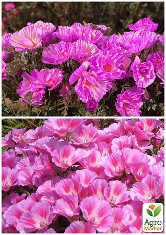 На развес Эшшольция "Пурпурное сияние" ТМ "Весна" цена за 2г - фото 2