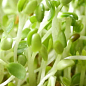 Мікрозелень "Кресс-салат" (у банці) ТМ "Твоя Зелена Весна" 10г