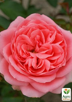 Эксклюзив! Роза флорибунда нежно-розовая "Роскошная" (Luxurious) (премиальный идеальный сорт)2