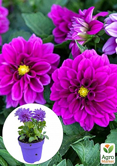 LMTD Георгина низкорослая крупноцветковая "Figaro Violet" (цветущая)2