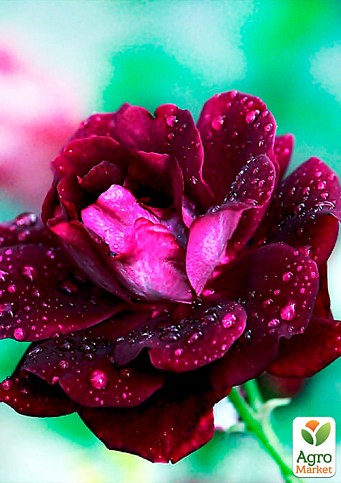 Роза чайно-гибридная "Блек Бьюти" (саженец класса АА+) высший сорт - фото 2