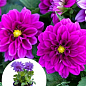 LMTD Георгина низкорослая крупноцветковая "Figaro Violet" (цветущая)