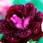 Роза чайно-гибридная "Блек Бьюти" (саженец класса АА+) высший сорт купить