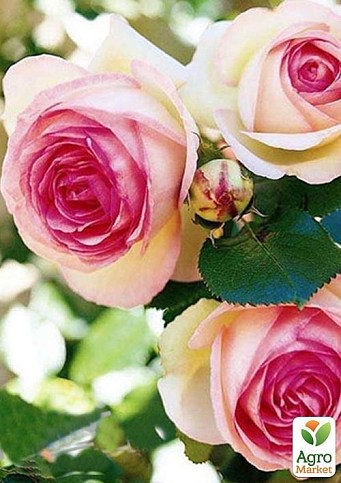 Роза плетистая "Eden Rose" (саженец класса АА+) высший сорт - фото 5