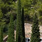 Кипарис Итальянский 3-х летний (Cupressus sempervirens) С1,5 высота 35-45см