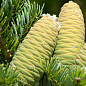 Ялиця Маньчжурська (Abies holophylla) горщик P9 1 саджанець в упаковці цена