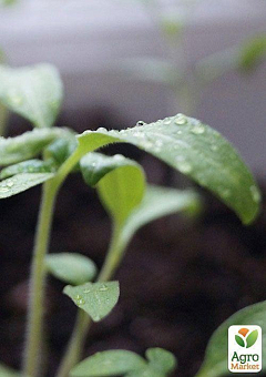 Проращиватель (спраутер) для семян и микрозелени  ТМ "BIO Natura"11