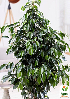 LMTD Фікус Бенджаміна "Danita" (висота 50-70см)16