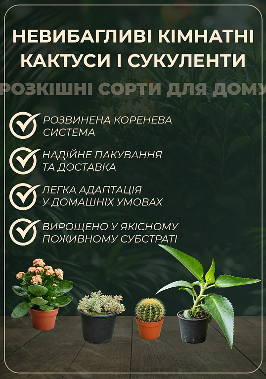 Опунция садовая Розовая (зимующий кактус)