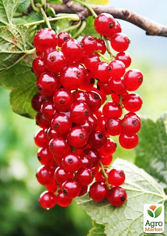 Смородина на штамбе красная "Лейден" (среднего срока созревания) - фото 4