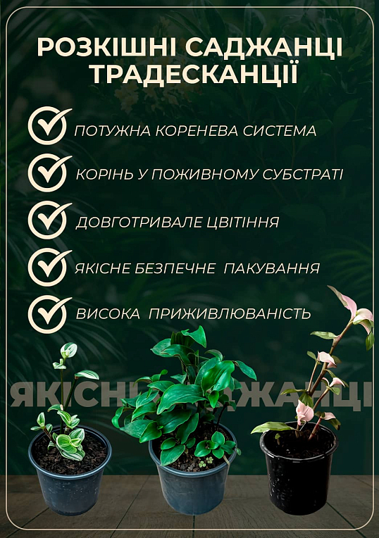 Традесканція ампельна "Albovittata" - фото 2