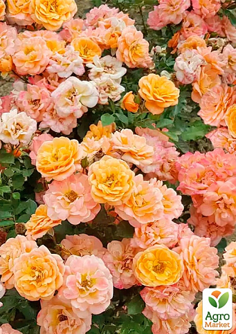 Троянда плетиста "Априкот скай" (саджанець класу АА+) вищий сорт - фото 2