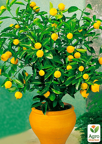 Лимон "Дженоа" (карликовый сорт) - фото 2