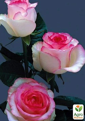 Роза чайно-гибридная "Дольче Вита" (саженец класса АА+) высший сорт