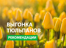 Вигонка тюльпанів - корисні статті про садівництво від Agro-Market