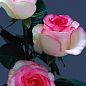 Троянда чайно-гібридна "Дольче Віта" (саджанець класу АА +) вищий сорт