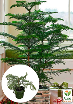 Араукарія (Araucaria heterophylla) кімнатна ялина1