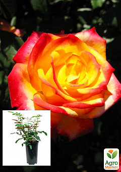 Троянда в контейнері флорибунда "Mein Munchen" (саджанець класу АА+)1