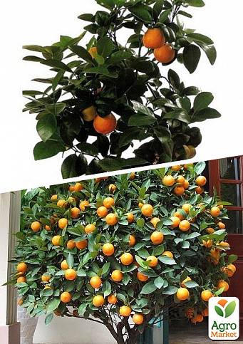 Апельсин, комплект з 2-х сортів "Шедевр з кислинкою" (A masterpiece with sourishness) 2шт в упаковці