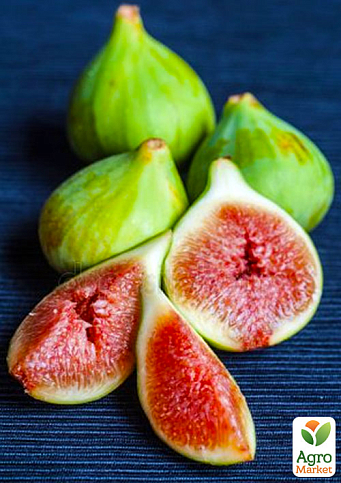 Эксклюзив! Инжир светло-зеленый "Смоковница" (Fig tree) (премиальный, самоопыляемый, ремонтантный сорт)