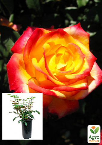 Троянда в контейнері флорибунда "Mein Munchen" (саджанець класу АА+)