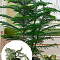 Араукарія (Araucaria heterophylla) кімнатна ялина