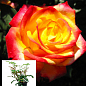 Троянда в контейнері флорибунда "Mein Munchen" (саджанець класу АА+)